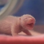 Chinese Panda