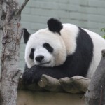 TianTian-580×427