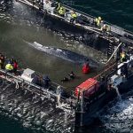 Whale returns to Baltic  Sea